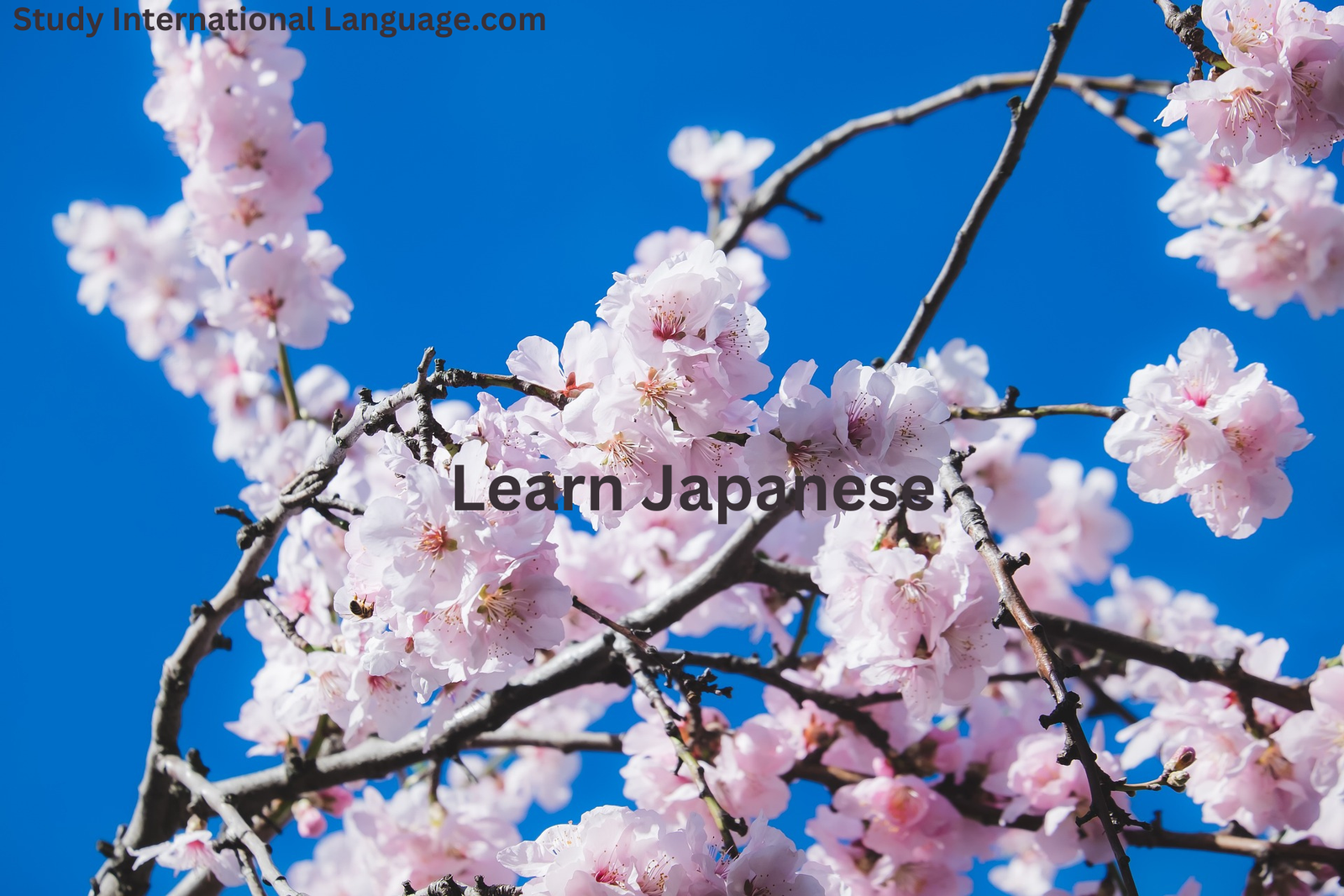 Learn Japanese: A Complete Guide for Beginners